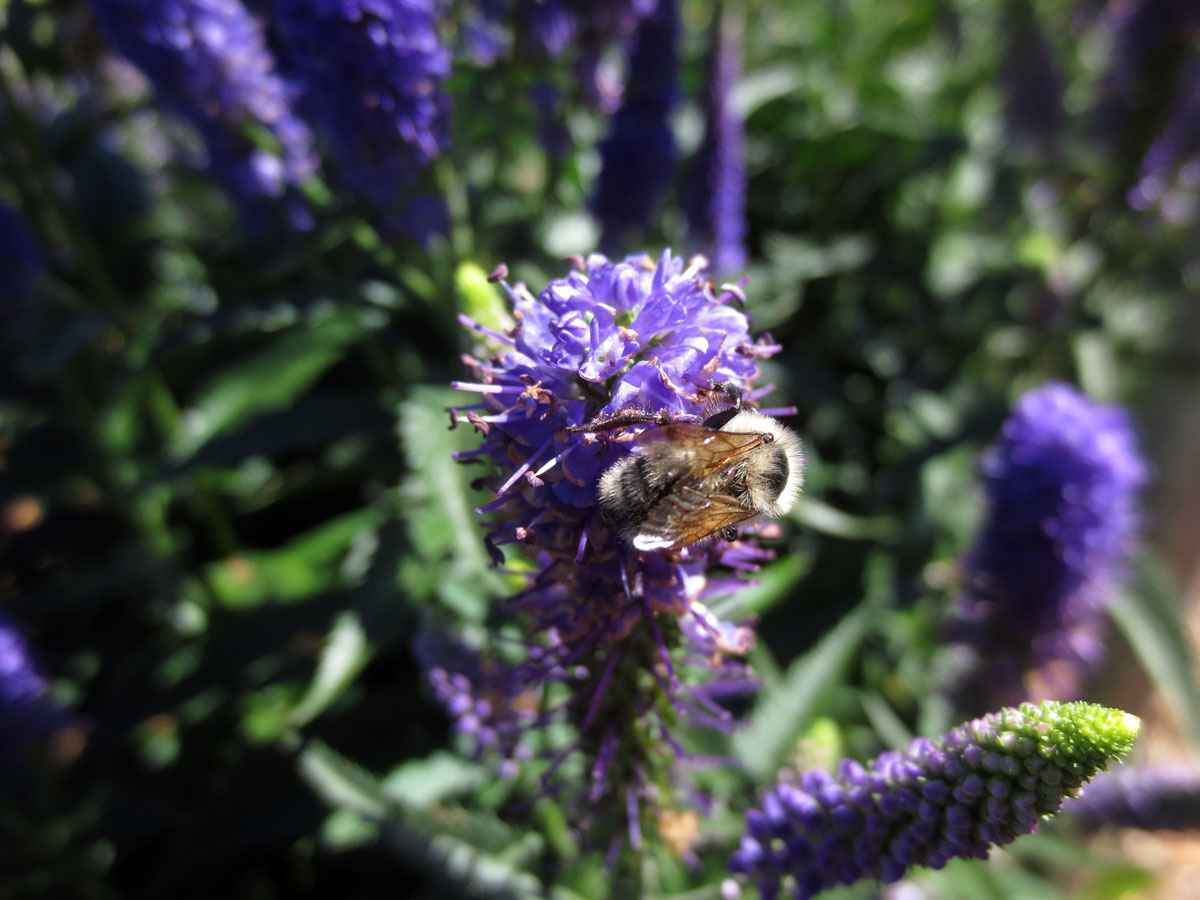Bee on liatris by Susan Fluegel